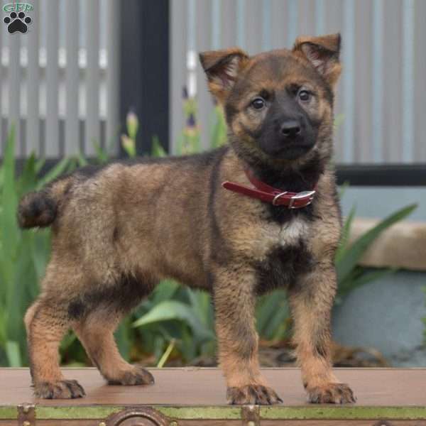 Kira, German Shepherd Puppy